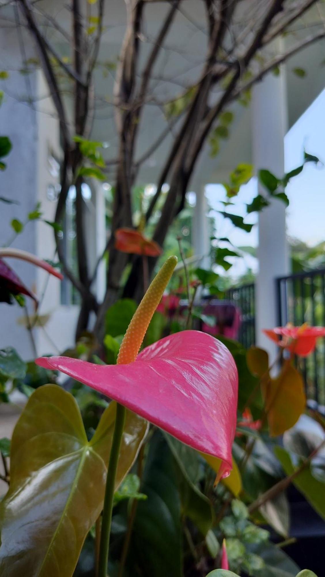 The Bliss Homestay Ella Luaran gambar